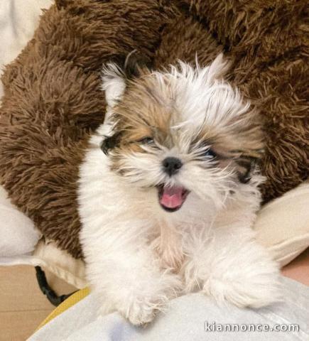 chiot Shih Tzu mâle disponible 