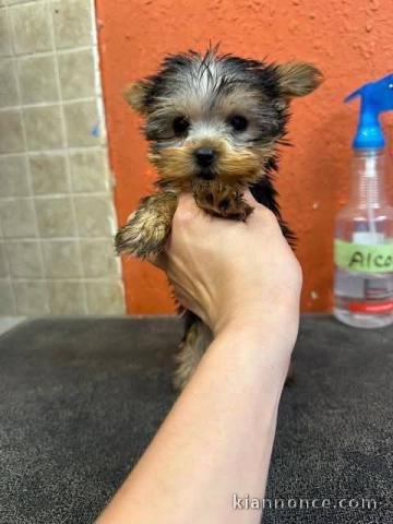 Je donne chiot Yorkshire 