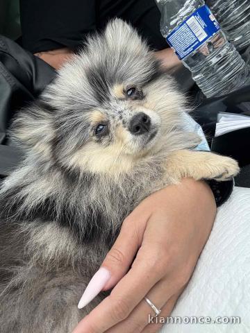 Adoption chiot spitz allemand 