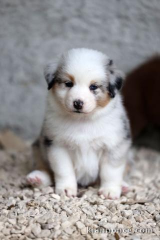 Je donne chiot berger australien 