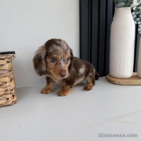 chiot teckel nain à adopter 