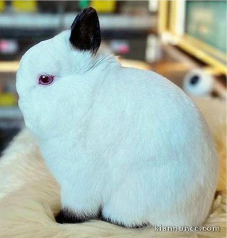 lapin disponible a donner 