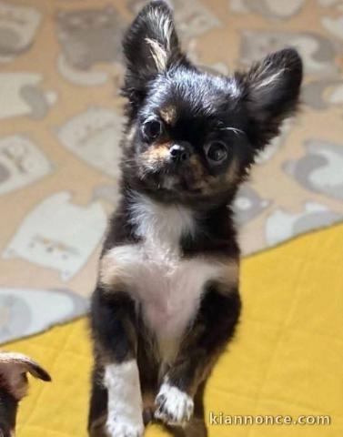 chiots chihuahua à vendre 