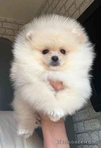 je donne chiot spitz nain 