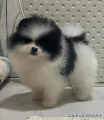 je vends chiots spitz allemand 