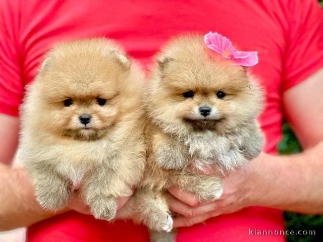 adoption chiot spitz allemand 