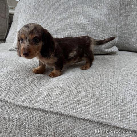 chiot teckel a donner 