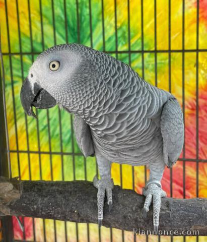 Perroquet gris du Gabon à donner 