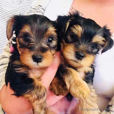 Chiots Yorkshire disponible pour adoption 