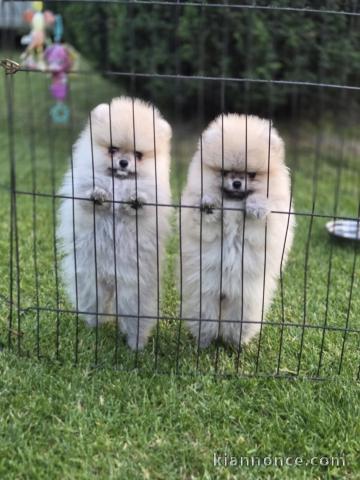 Chiots spitz nain disponible de suite 
