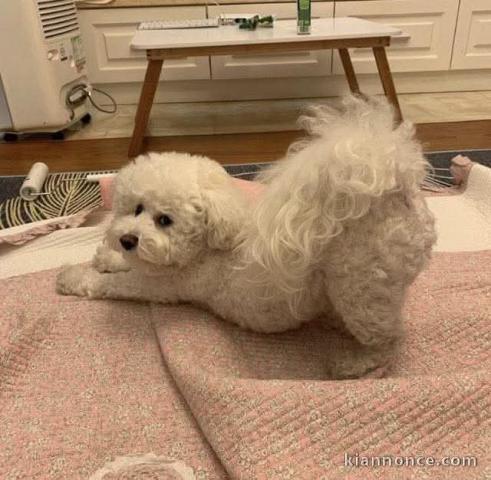 chiots bichon maltais à adopter 