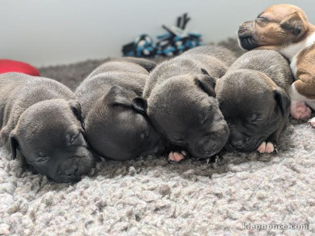 chiot staffie Bleu a donner contre bon soin 