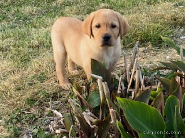 Bébé chiot labrador retriever à donner 