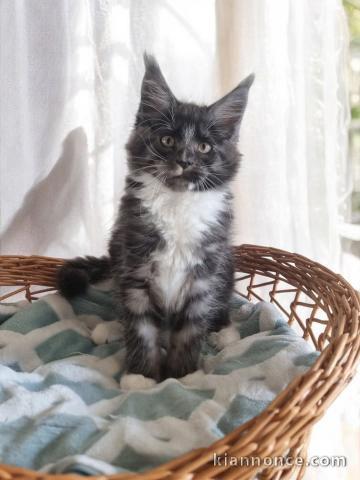 Bébé chaton Maine coon adorable 
