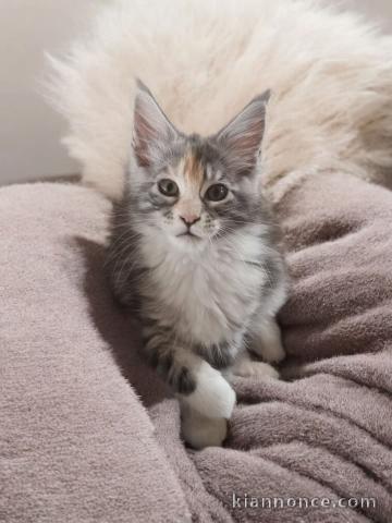 Bébé chaton Maine coon disponible 