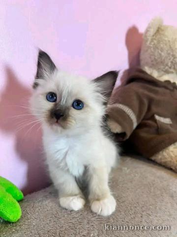 Bébé chaton sacré brimanie a donner 