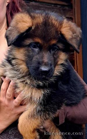 chiots berger allemand lof à donner 