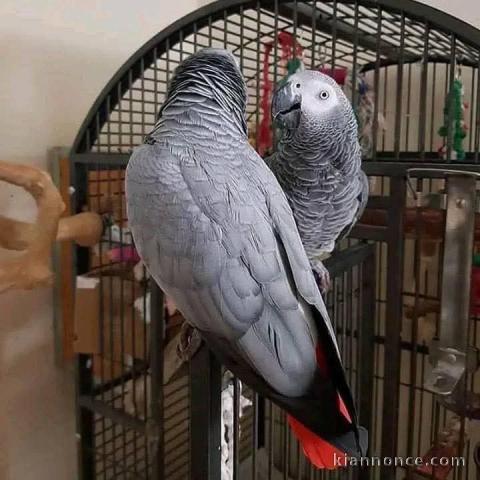 Couple perroquet gris du Gabon disponible 