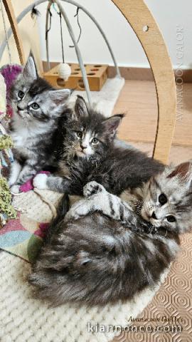 Je donne chaton Maine coon 