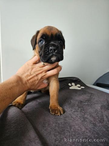 Magnifique chiot boxer a donner 