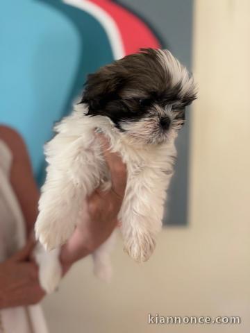 Je donne chiot Shih Tzu mâle 