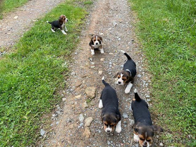 Adoption chiot beagle disponible 