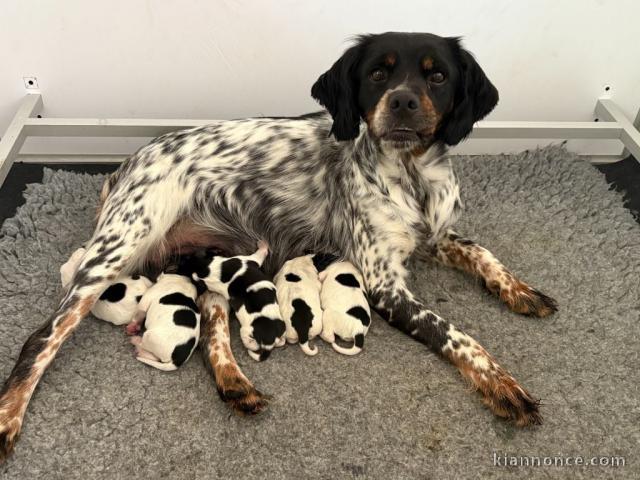 Chiots épagneul breton à donner 