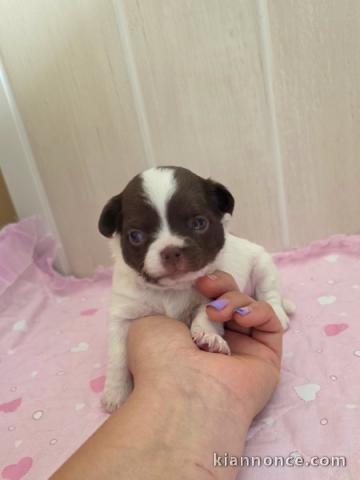 adopter chiot chihuahua 