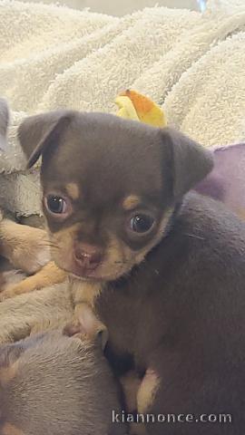 Chiots chihuahua mâle 