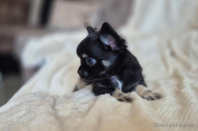 Je donne chiot chihuahua femelle 