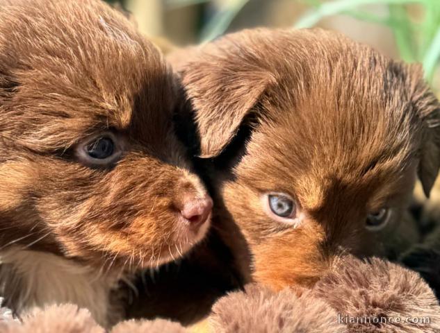 Berger Australien à adopter 