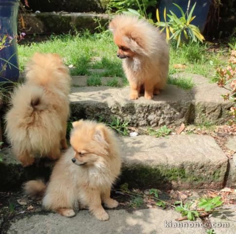 Bébé chiot spitz allemand a vendre 