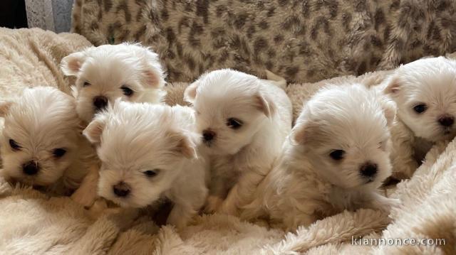 Dons chiot bichon maltais 