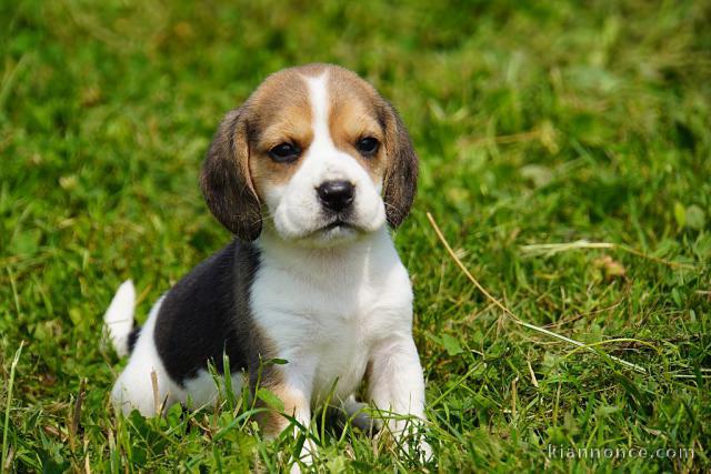 Dons chiot beagle disponible 