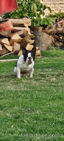 Chiots bouledogue français disponible 