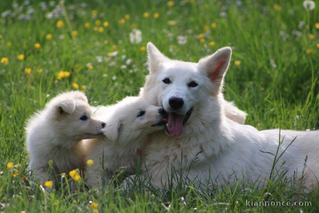 Chiots berger blanc suisse à donner 