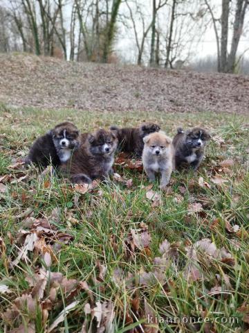 Chiot Akita inu disponible 