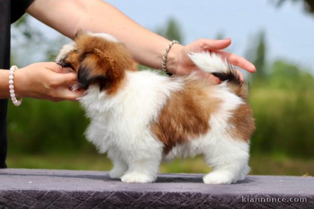 Chiots Shih Tzu à donner 