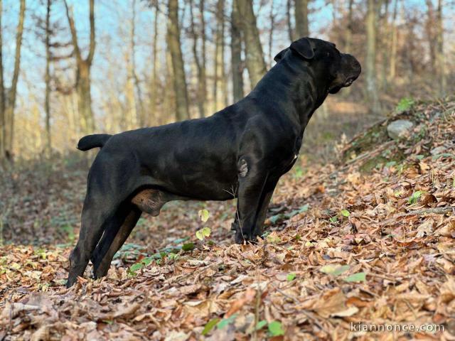 Mastiff Sud-Africain – Chiots Boerboel