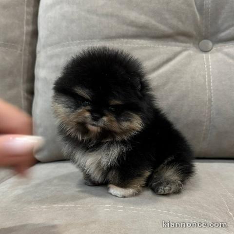 Bébé chiot spitz nain disponible 