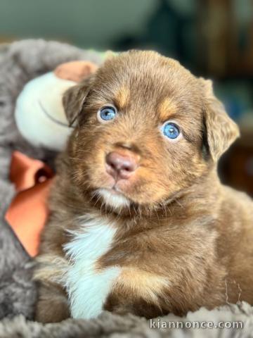 chiots berger australien lof à donner 
