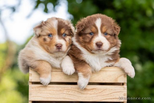 Bébé chiot berger australien lof à donner 