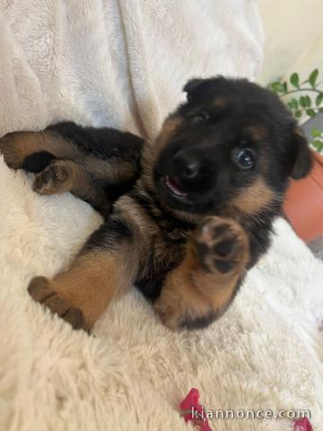 Bébé chiot berger allemand à adopter 