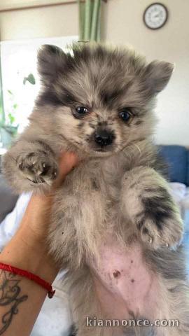 Je donne chiot spitz nain 