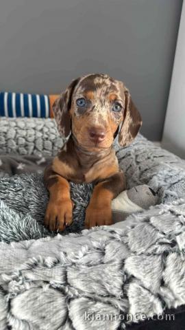 Je donne chiot teckel nain disponible 