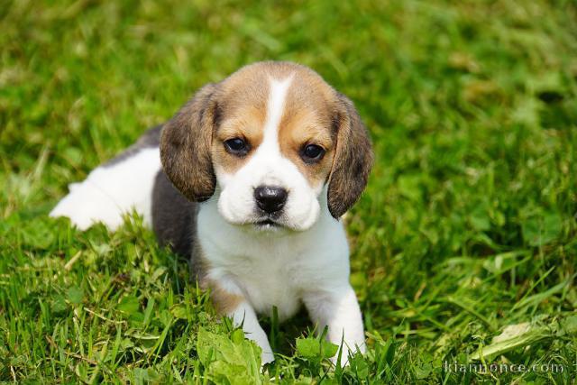 Je donne chiot beagle disponible 