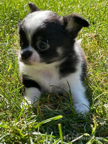 chiots chihuahua disponible pour adoption 