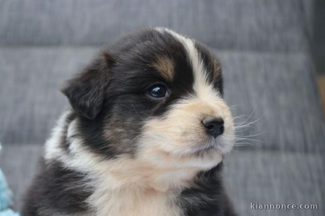 Bébé chiot berger australien lof 