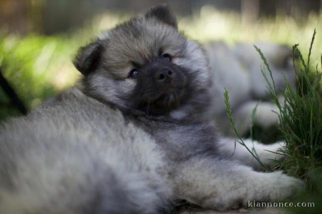Adorable chiot spitz allemand 