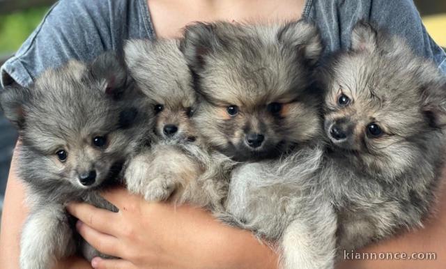 Chiot spitz allemand à adopter 